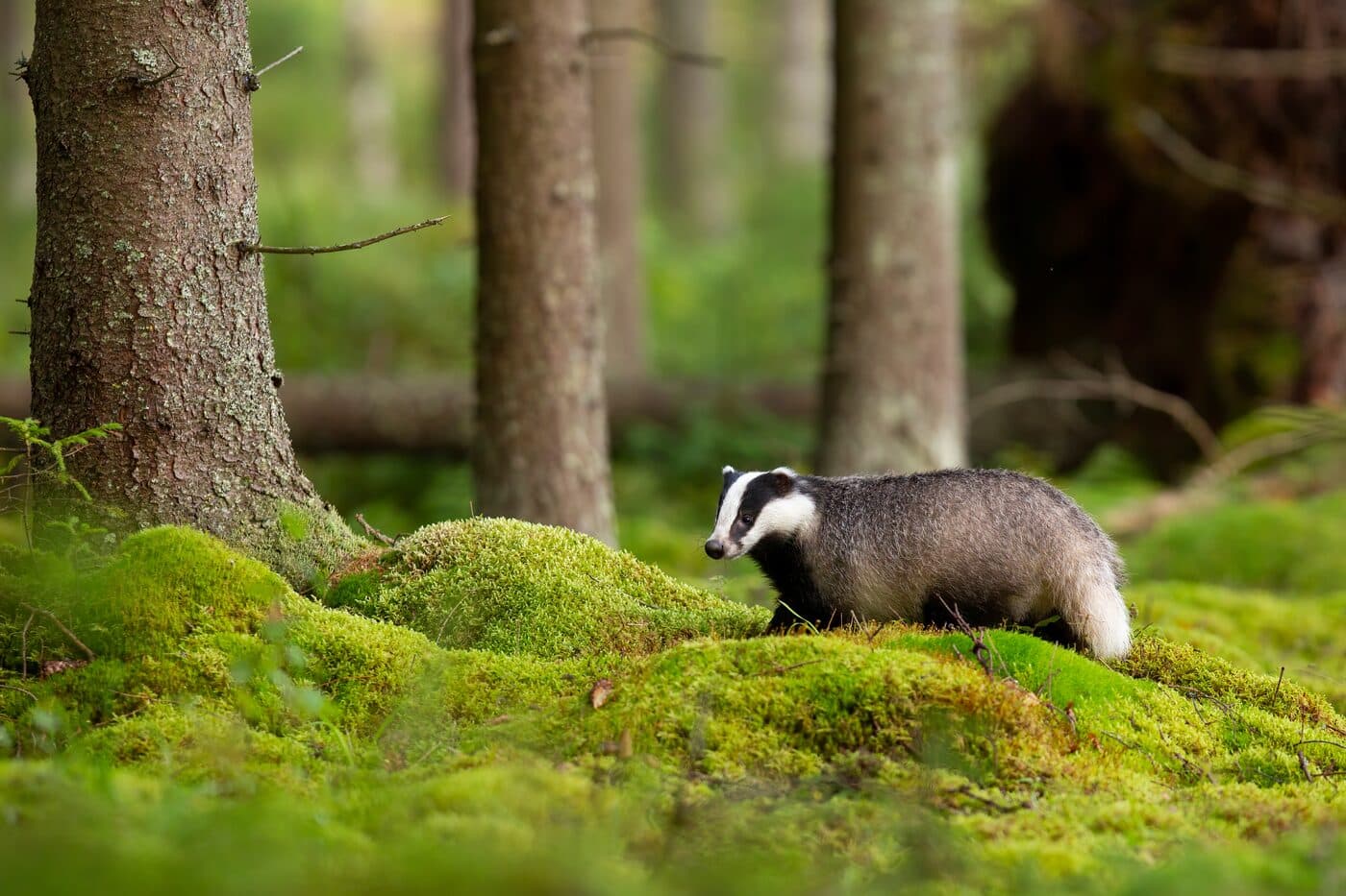 Badger emerging from a sett during an activity survey in Sussex woodland