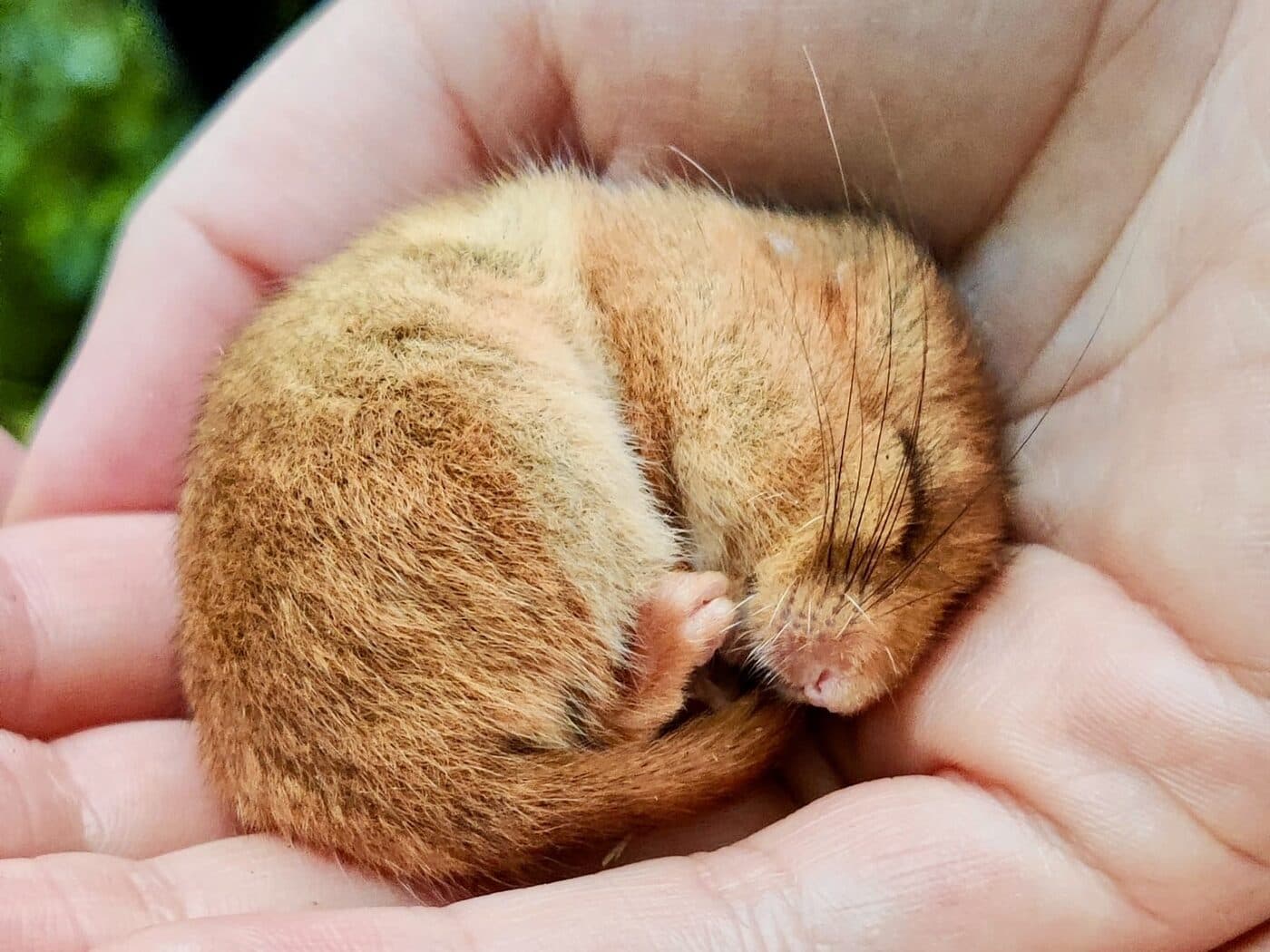 Hazel dormouse nest tube survey along a species-rich hedgerow in West Sussex