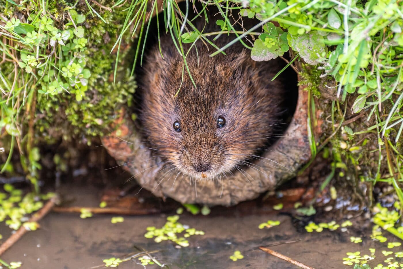 Water vole field signs survey along a Sussex watercourse